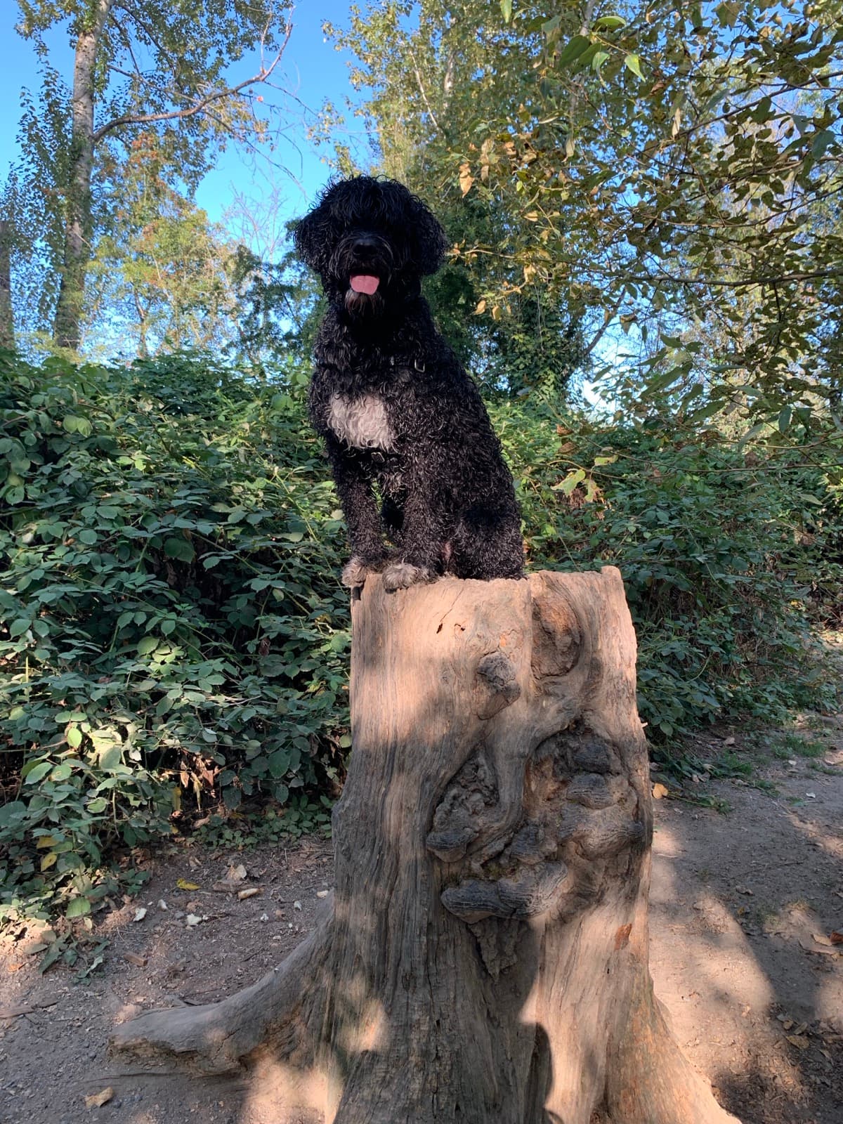 Kim's dog on a wooded trail beside a large, weathered tree stump.