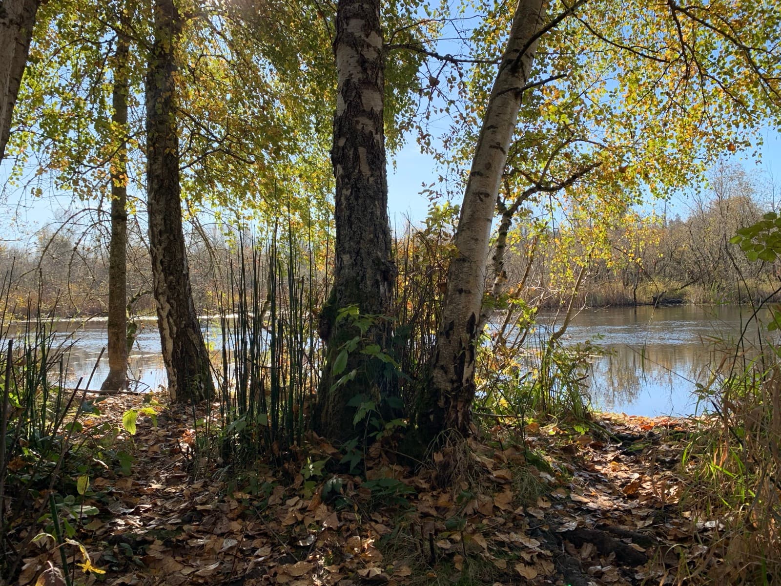A quiet slough at Marymoor Park in autumn, birch trees along the bank with yellowing leaves.